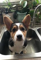 Sophie's Natural Pet Treats - Mini's