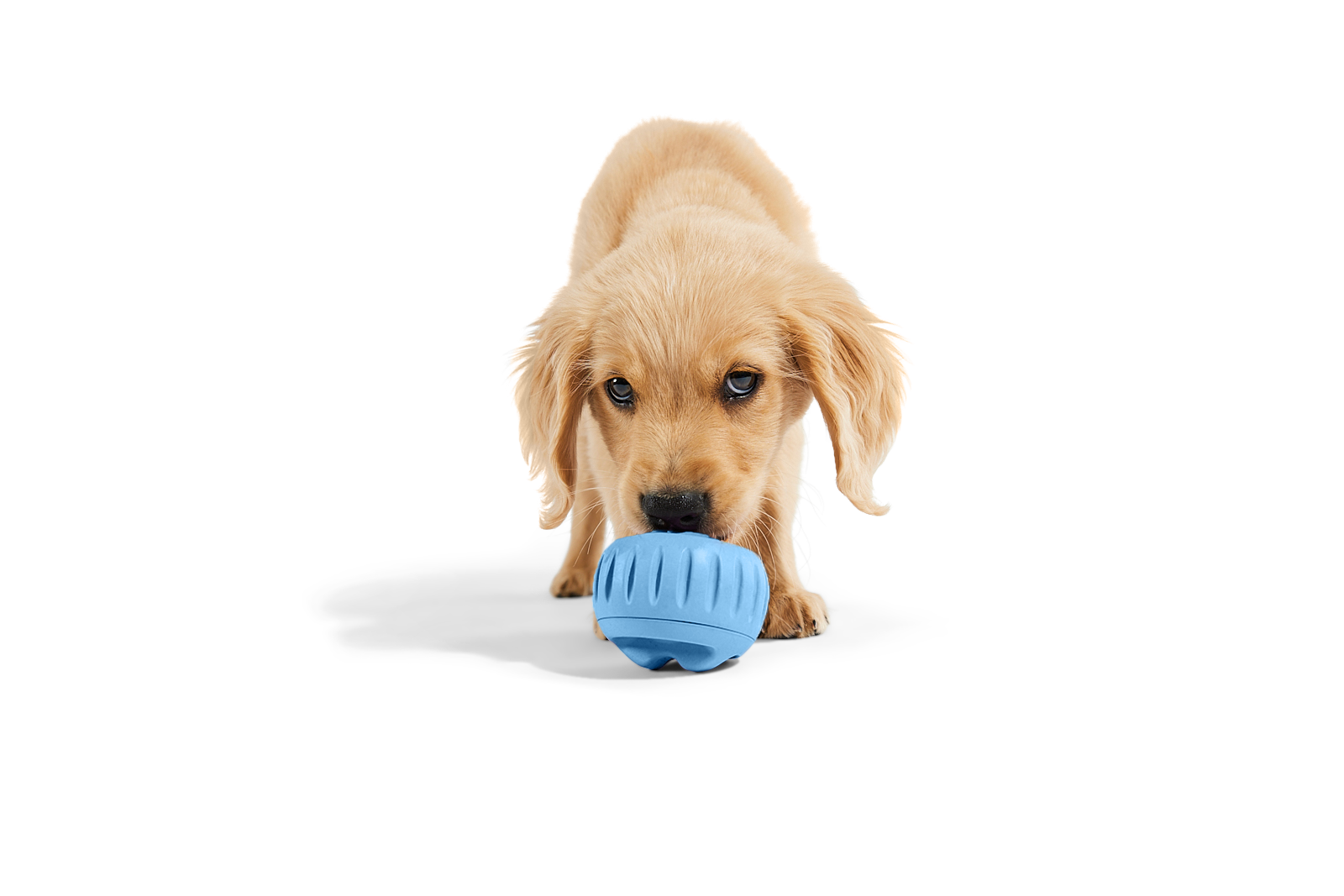 The Pupsicle - Wholesale Exclusive Color: Small