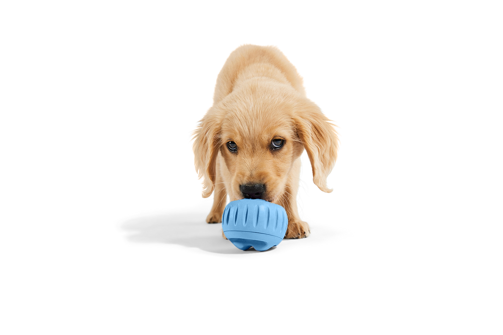 The Pupsicle - Wholesale Exclusive Color: Large