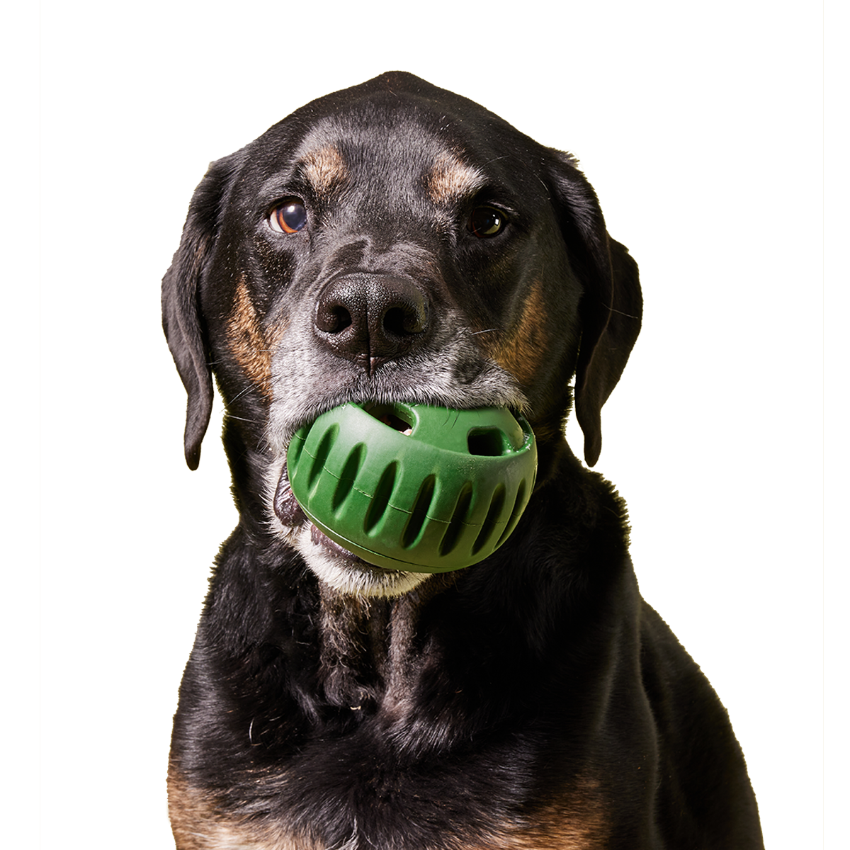 The Pupsicle: Large