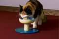 SMALLS for Cats - COMING SOON