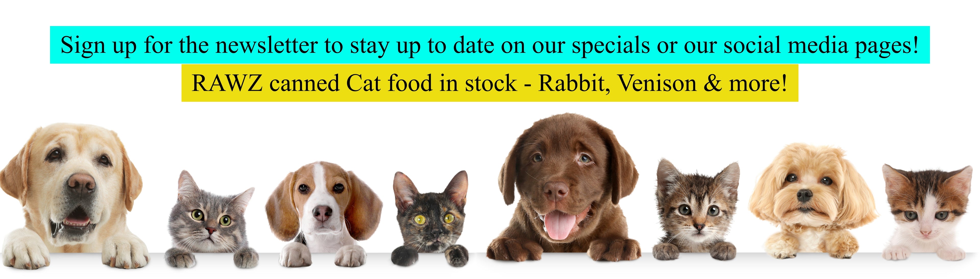 Promotional banner with dogs and cats advertising 