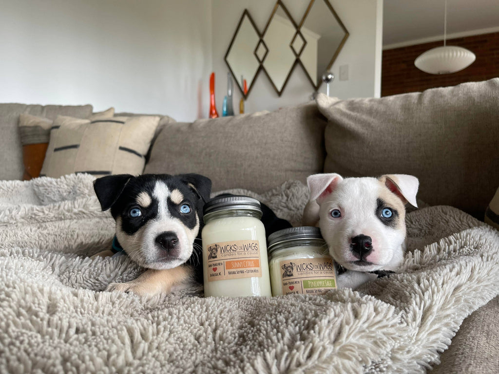 Crystal Coast | 8 oz Candle | Wicks for Wags Soy Candle