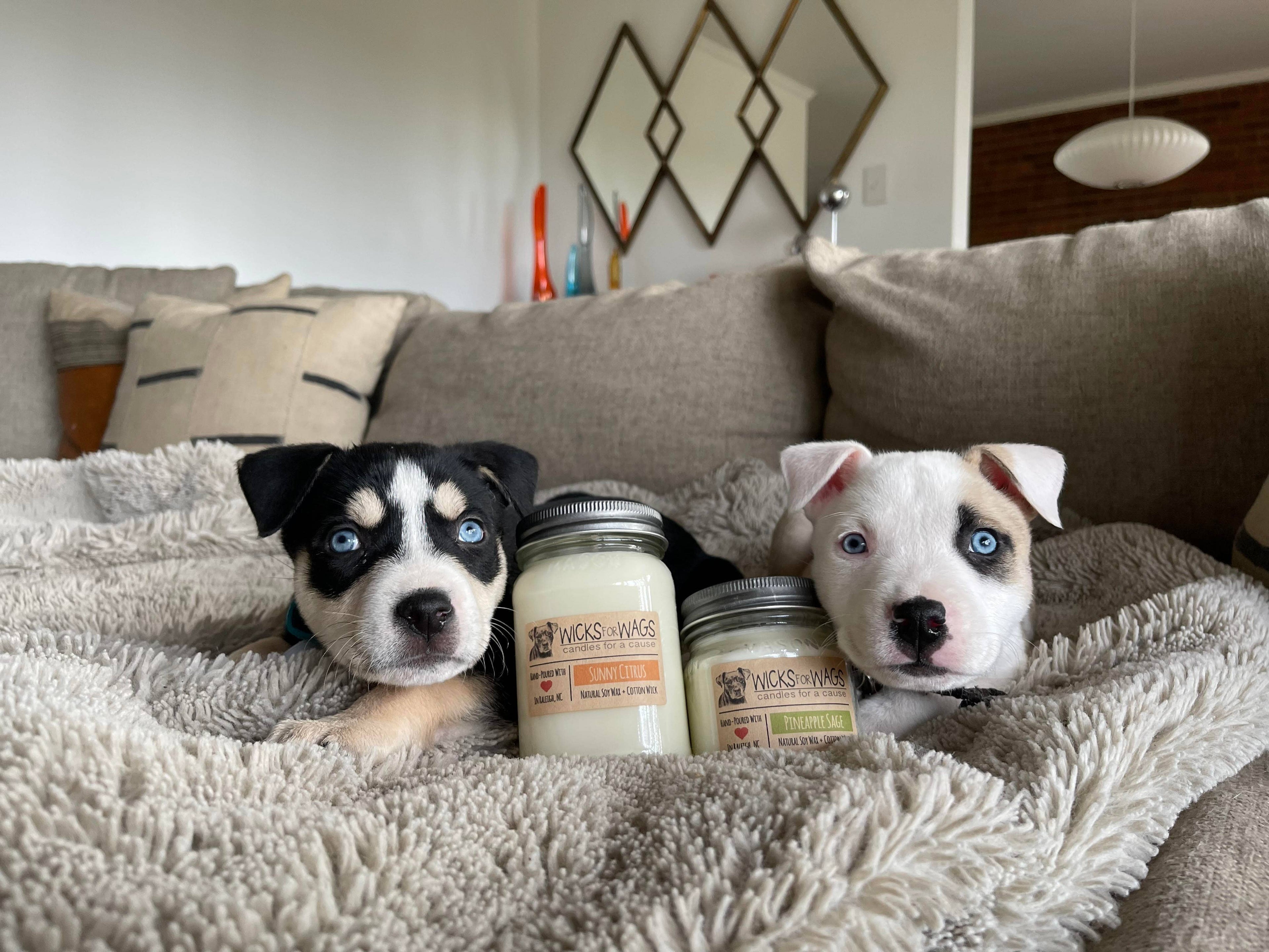Crystal Coast | 8 oz Candle | Wicks for Wags Soy Candle