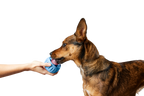 The Pupsicle - Wholesale Exclusive Color: Small