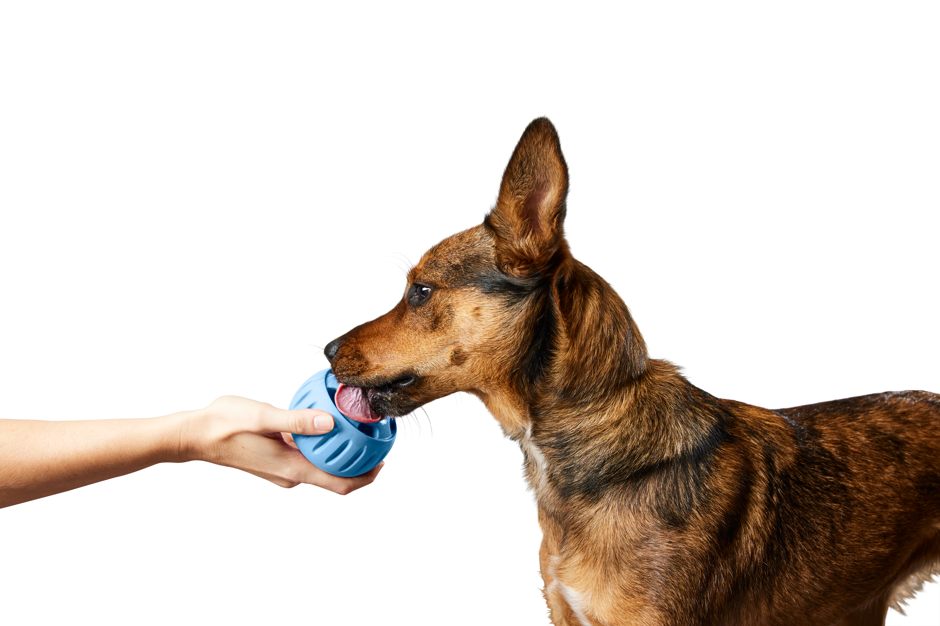 The Pupsicle - Wholesale Exclusive Color: Small
