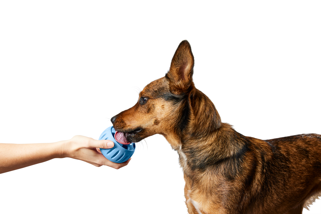 The Pupsicle - Wholesale Exclusive Color: Large