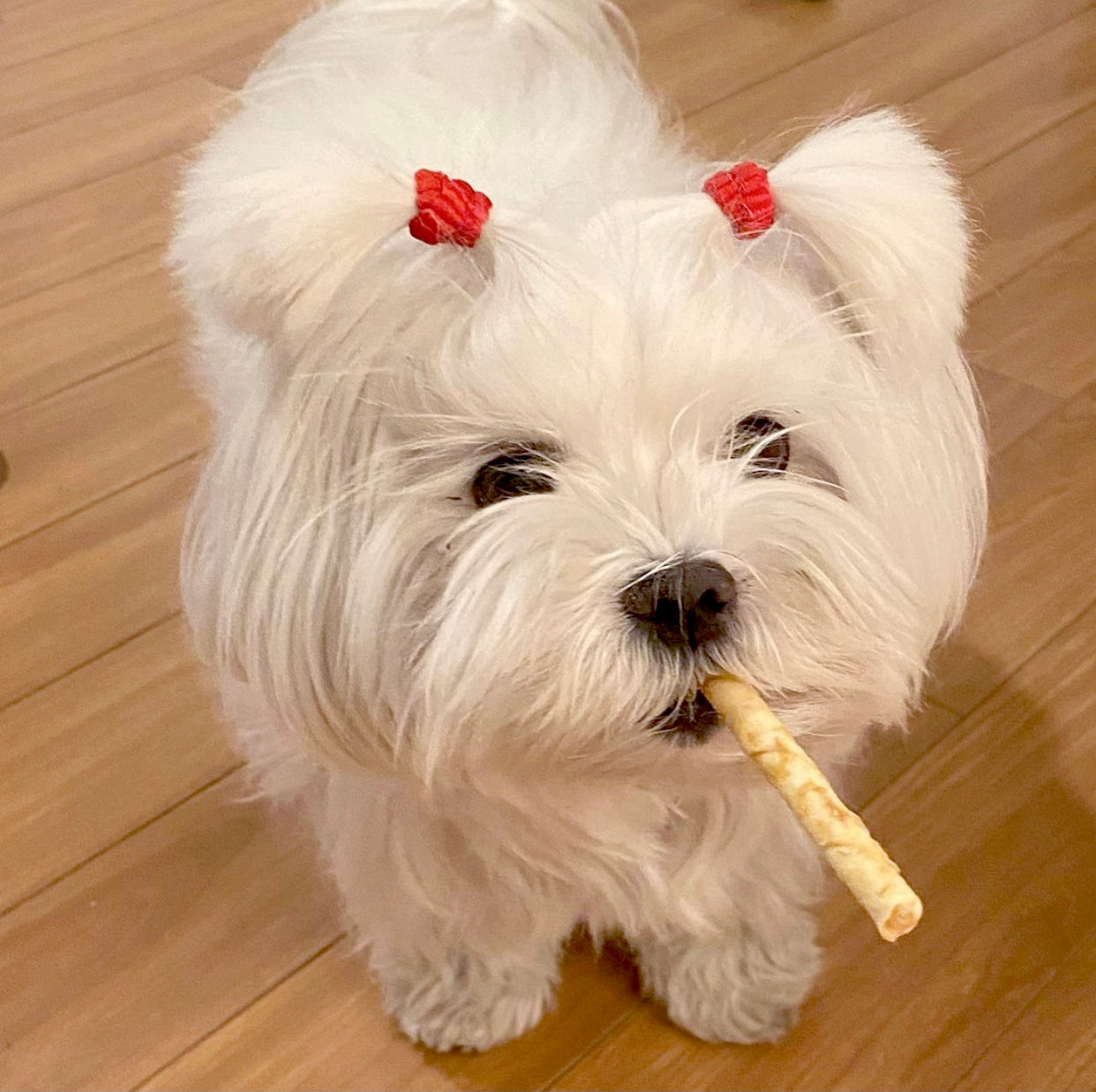 No-Hide® STIX (All Flavors)