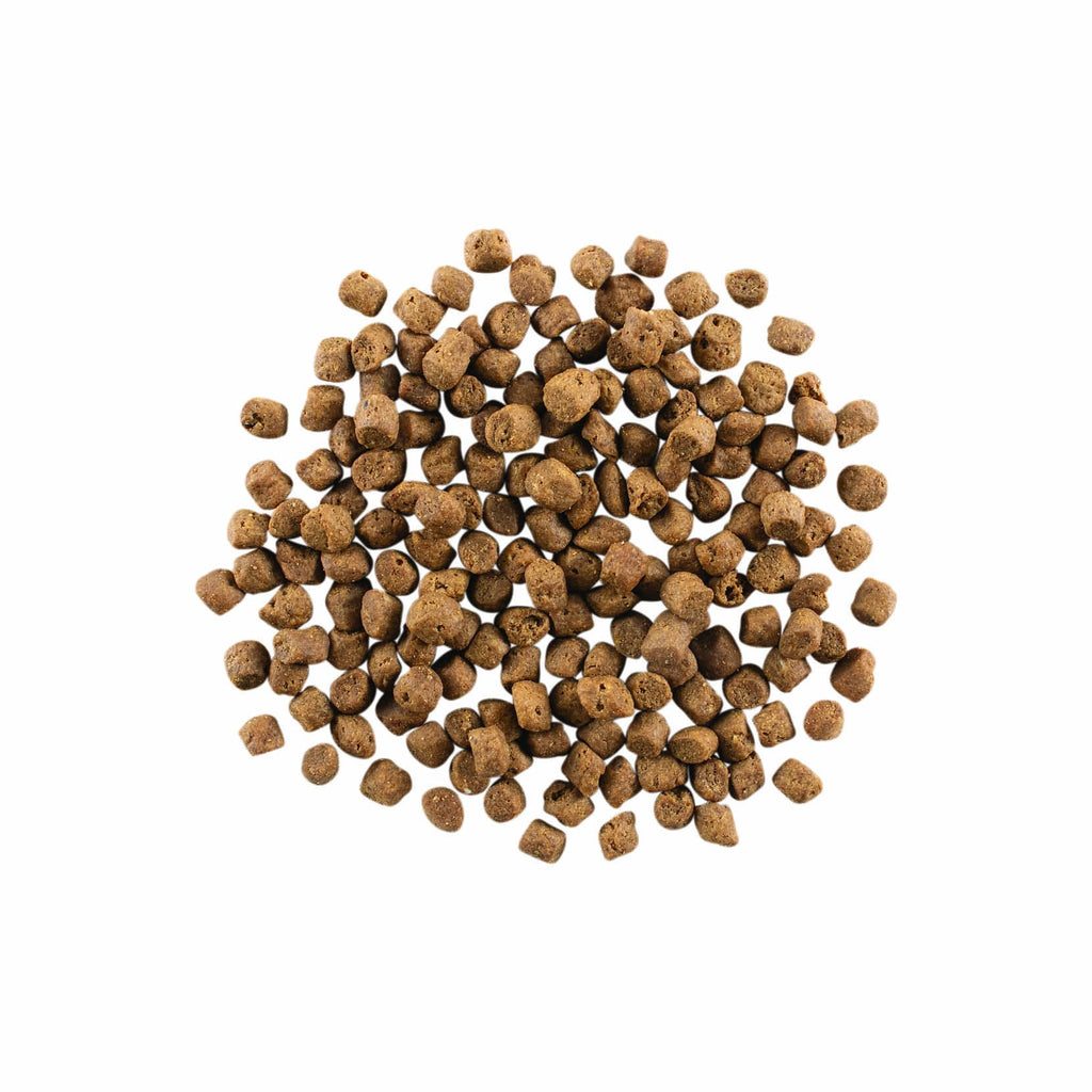 GO! CARNIVORE Grain Free Lamb + Wild Boar Recipe for Cats 