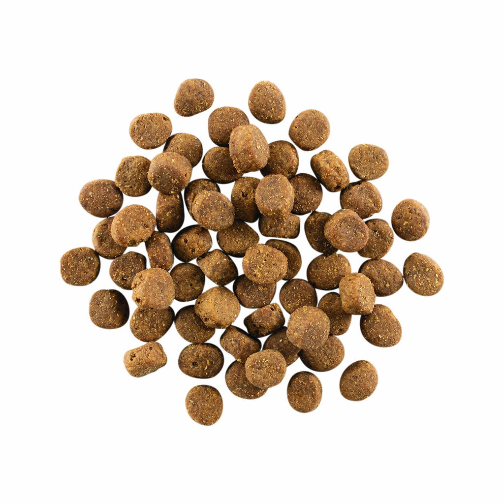 GO! CARNIVORE Grain Free Salmon + Cod Recipe for Dogs 