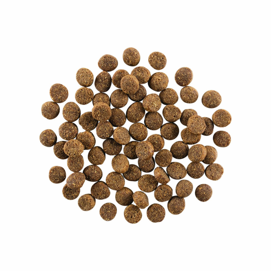 GO! SKIN + COAT CARE Salmon Recipe With Grains for Dogs