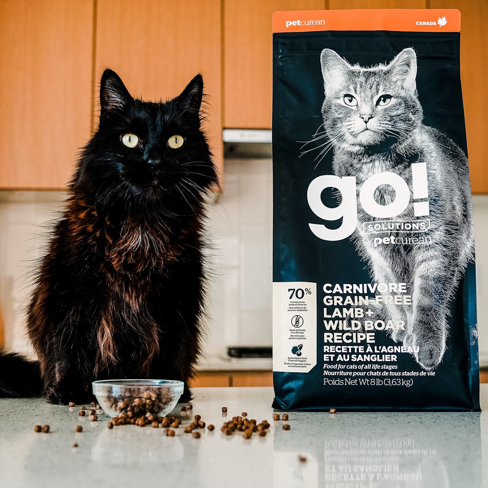 GO! CARNIVORE Grain Free Lamb + Wild Boar Recipe for Cats 