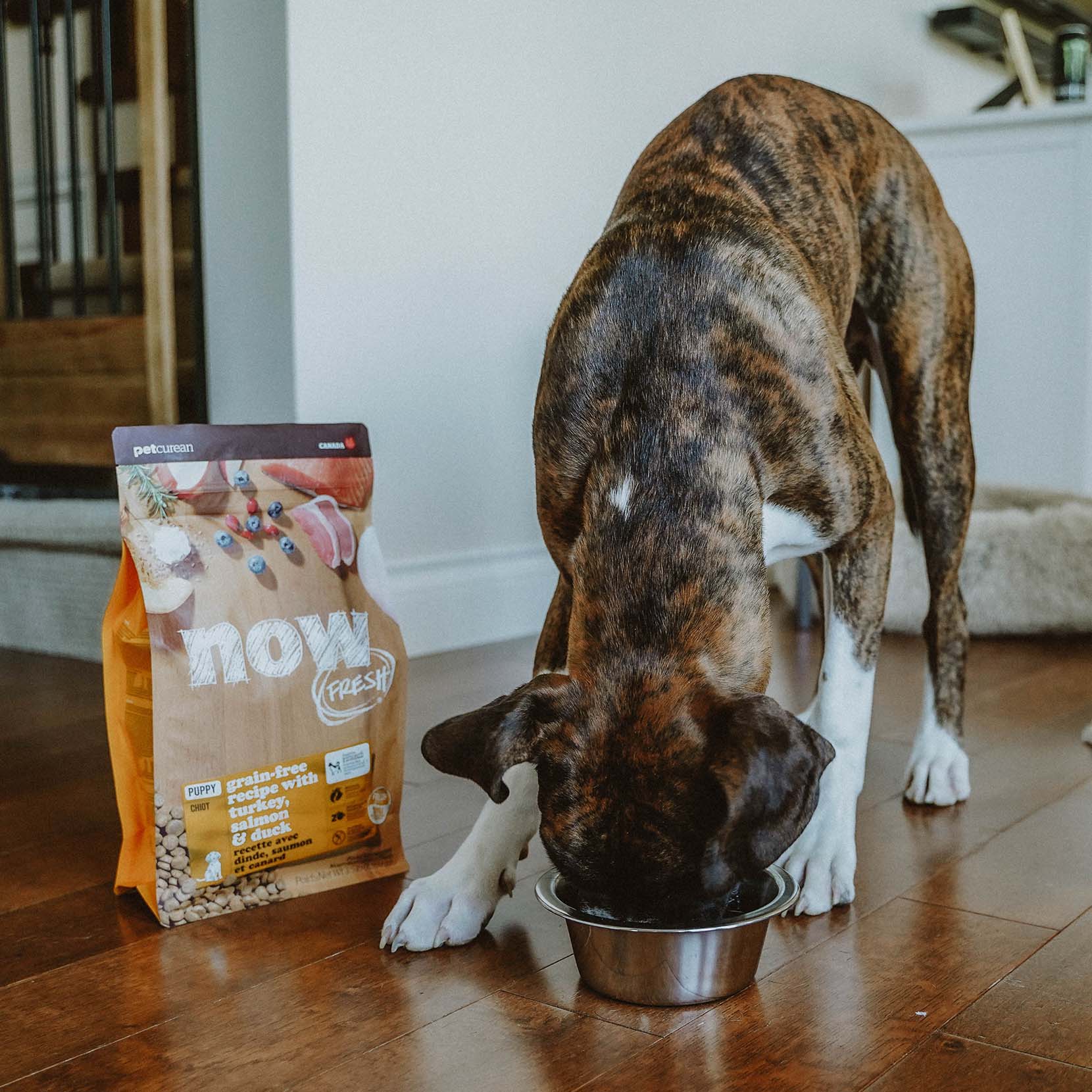 NOW FRESH Turkey, Salmon & Duck Grain Free Puppy Recipe