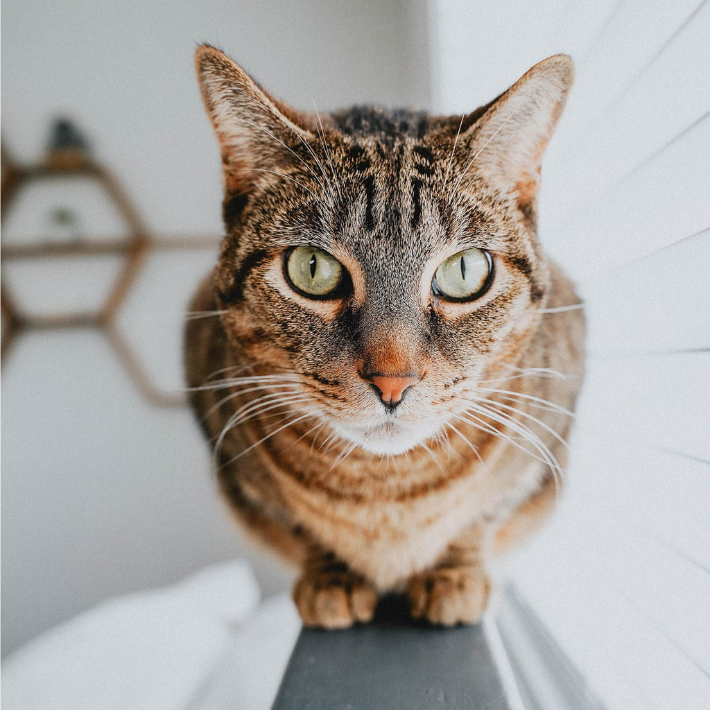 GO! SKIN + COAT CARE Grain Free Salmon Recipe for Cats