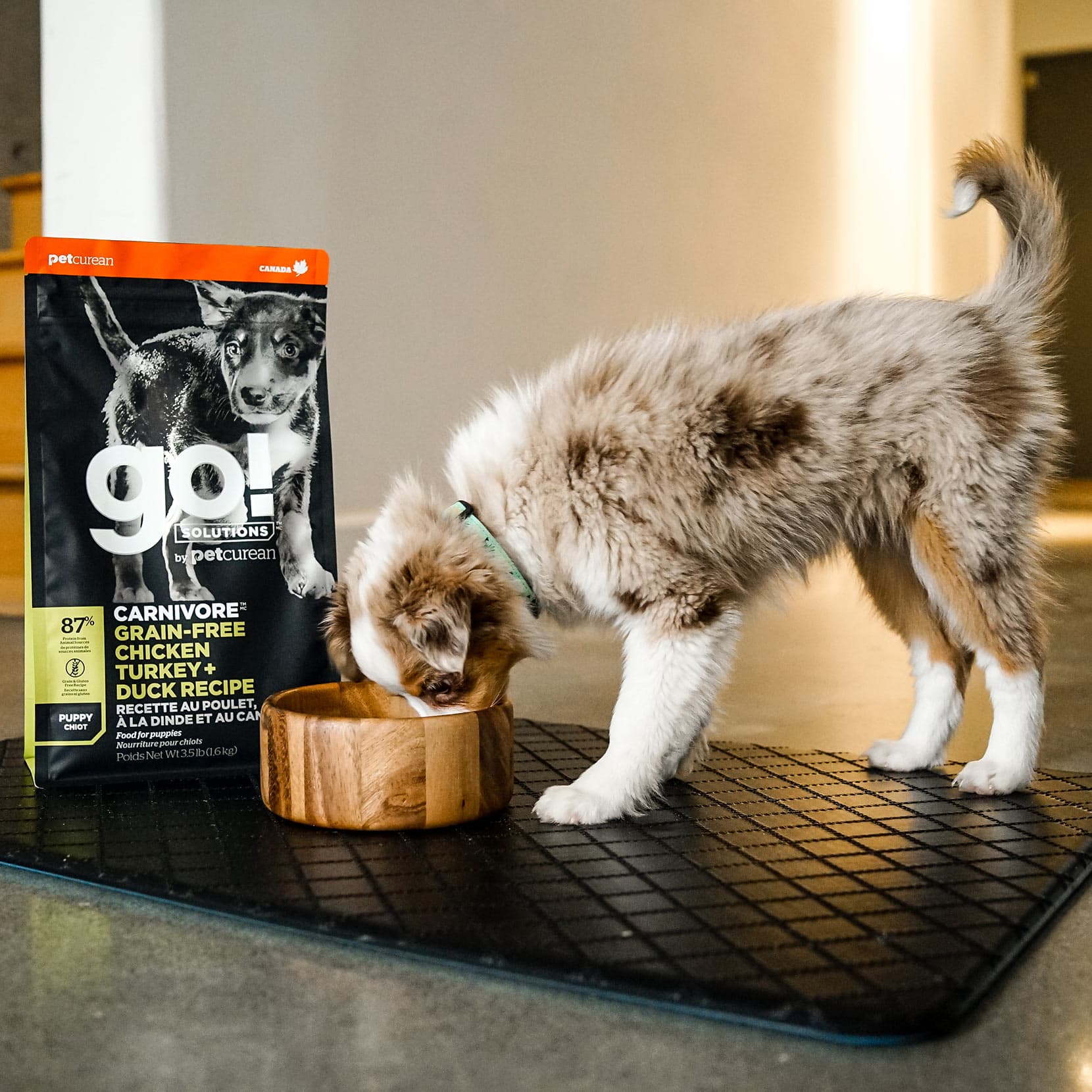 GO! CARNIVORE Grain Free Chicken, Turkey + Duck Puppy Recipe 