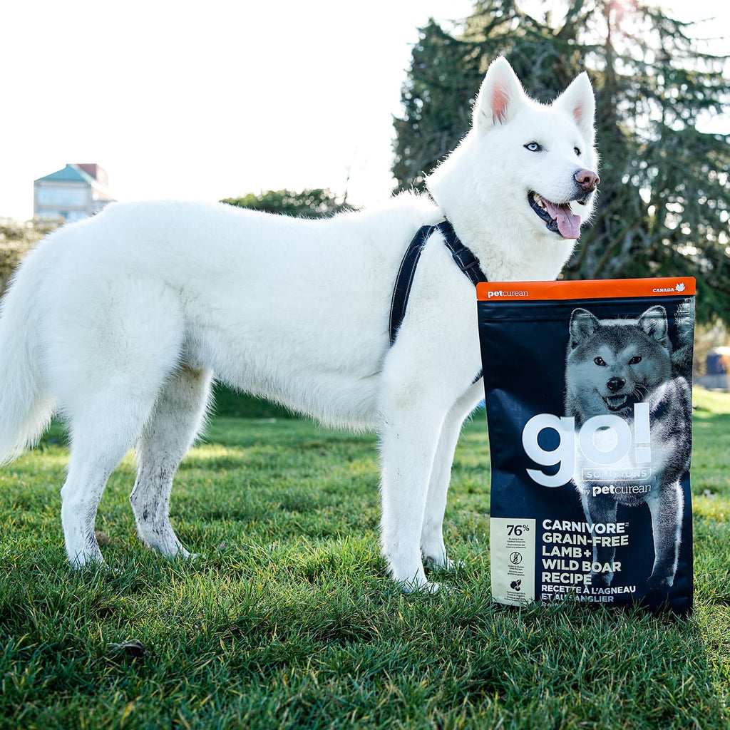 GO! CARNIVORE Grain Free Lamb + Wild Boar Recipe for Dogs 