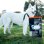 GO! CARNIVORE Grain Free Lamb + Wild Boar Recipe for Dogs 