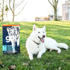 GO! CARNIVORE Grain Free Chicken, Turkey + Duck Adult Recipe for Dogs 